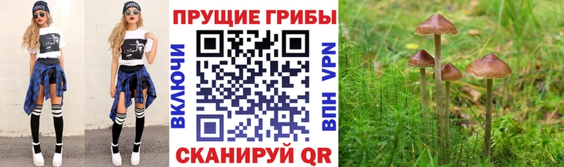 Купить Онега Галлюциногенные грибы мицелий